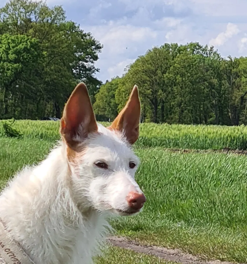 Ewig wir....Tessa