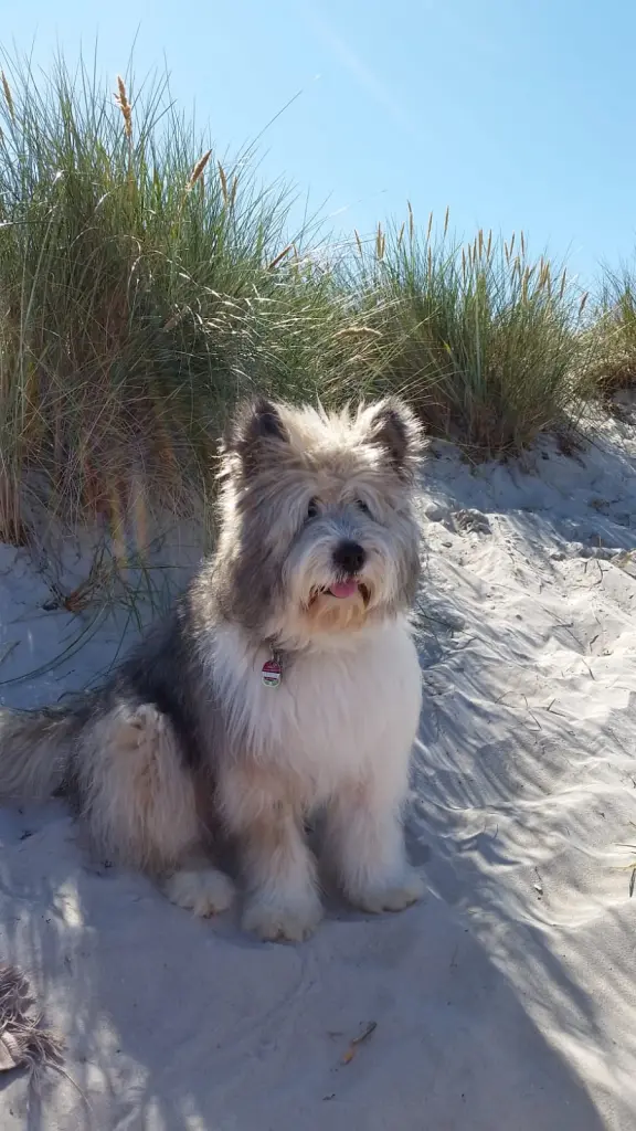 Bild von Oscar
