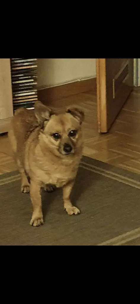 Bild von Susi