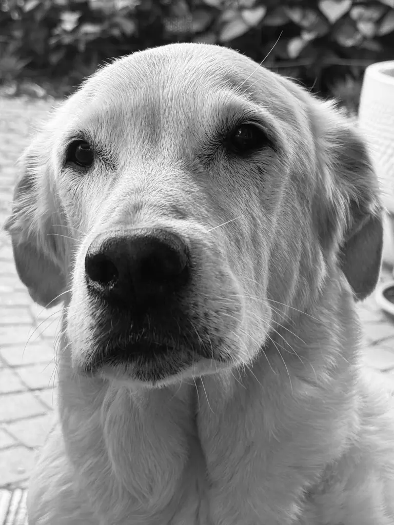 Bild von Milow