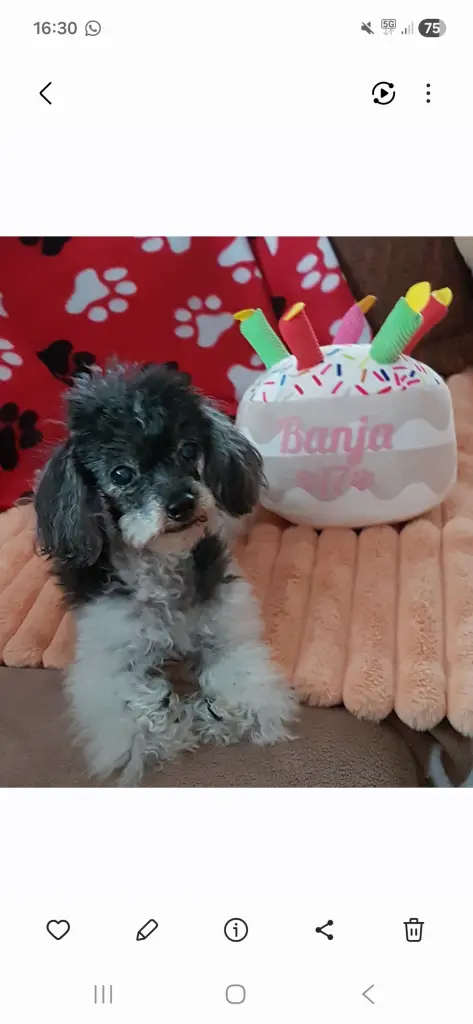 Image from Banja