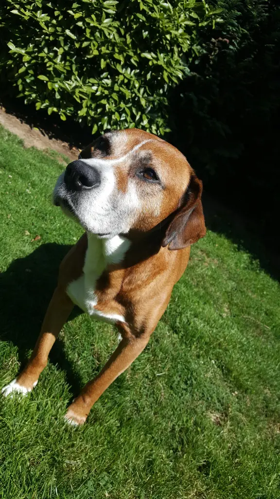Condolence image of Sidney mit Tayler im Herzen