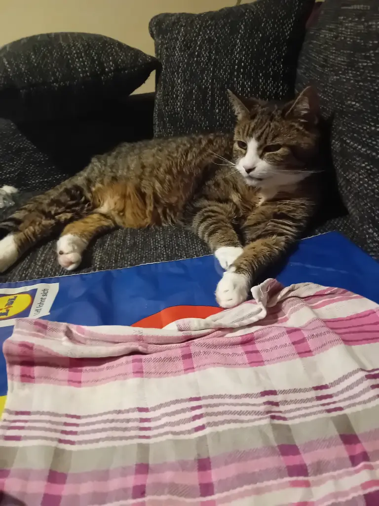 Bild von Cheeky