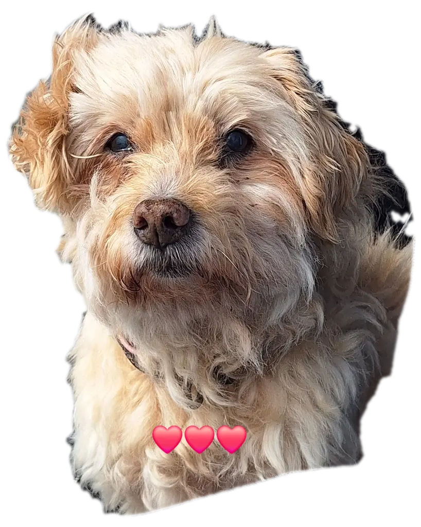 Bild von Bella