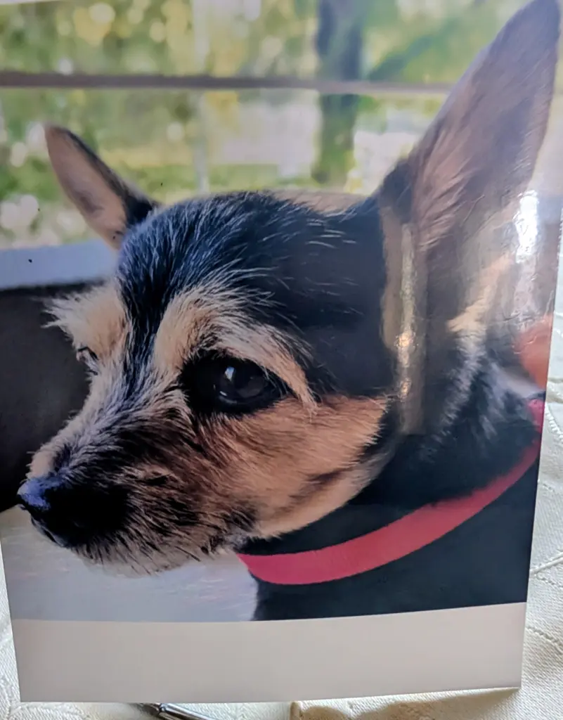 Condolence image of Dina Kremheller