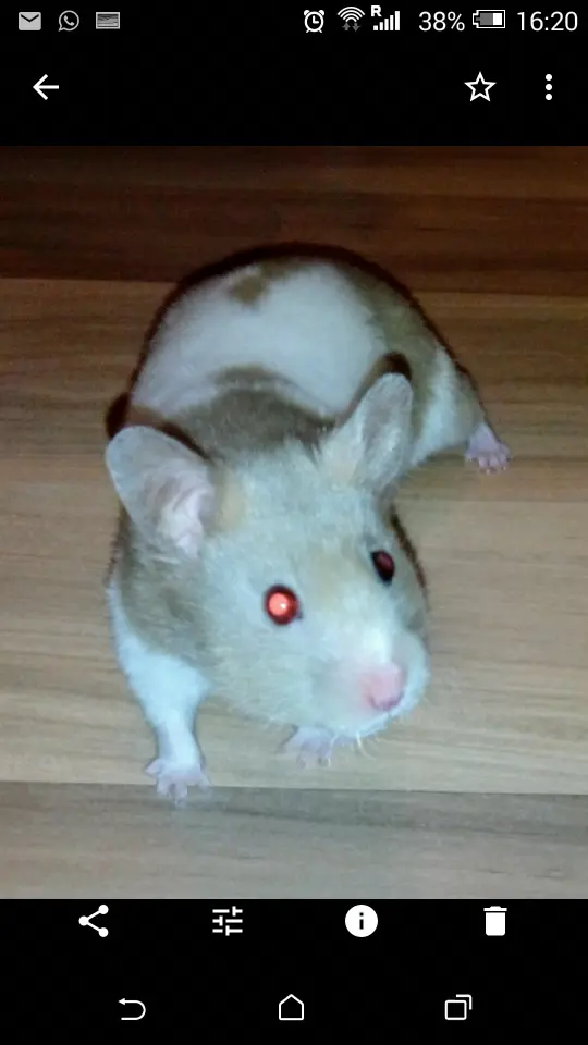 Image from Mia