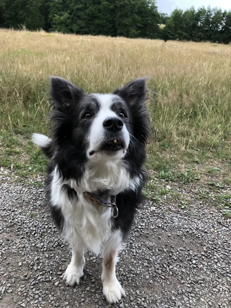 Bild von Lucy