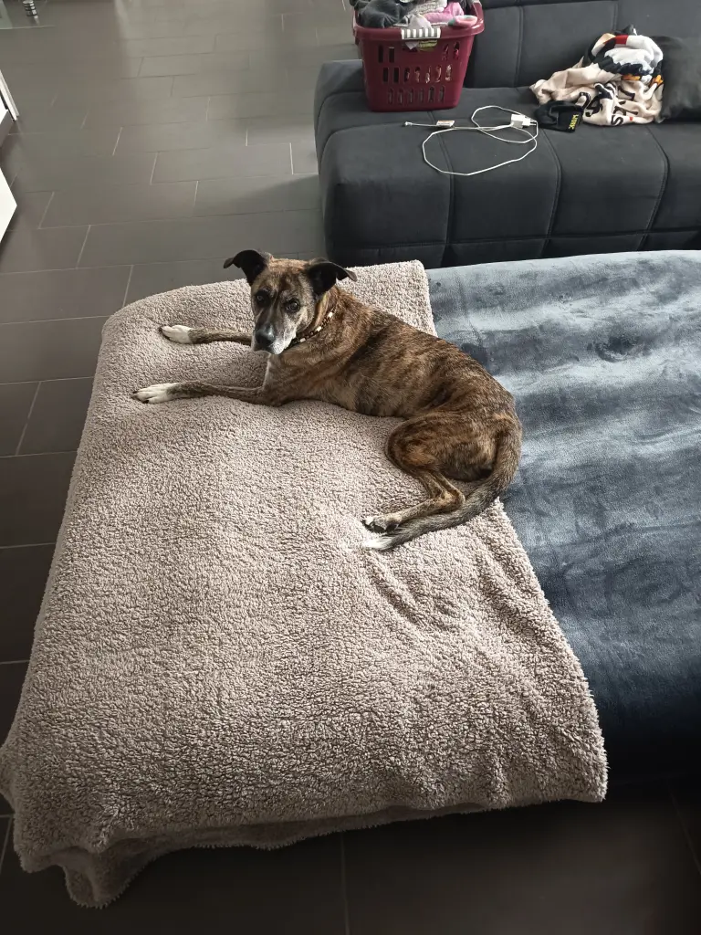 Bild von Django
