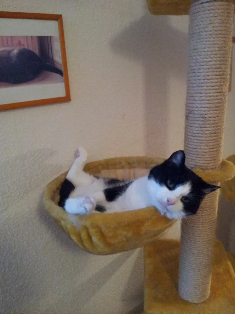 Andachtsbild von Ilse mit Fee (gest. 15.1.2018) und Minna (gest. 26.8.2008) im Herzen