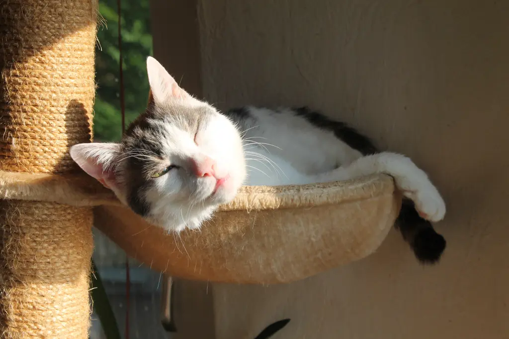 Bild von Tiger