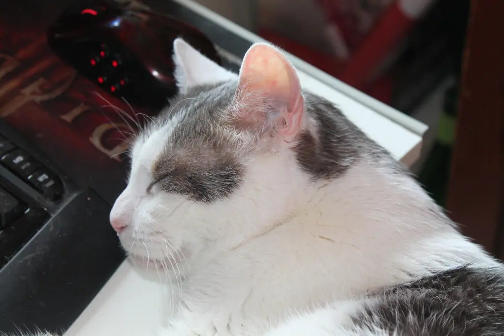 Bild von Tiger