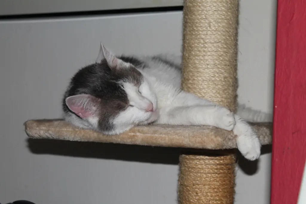Bild von Tiger