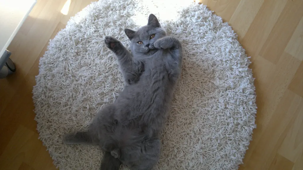 Condolence image of Katja