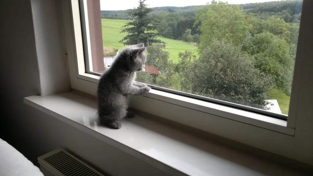 Image from Baby Xando - Mopsi