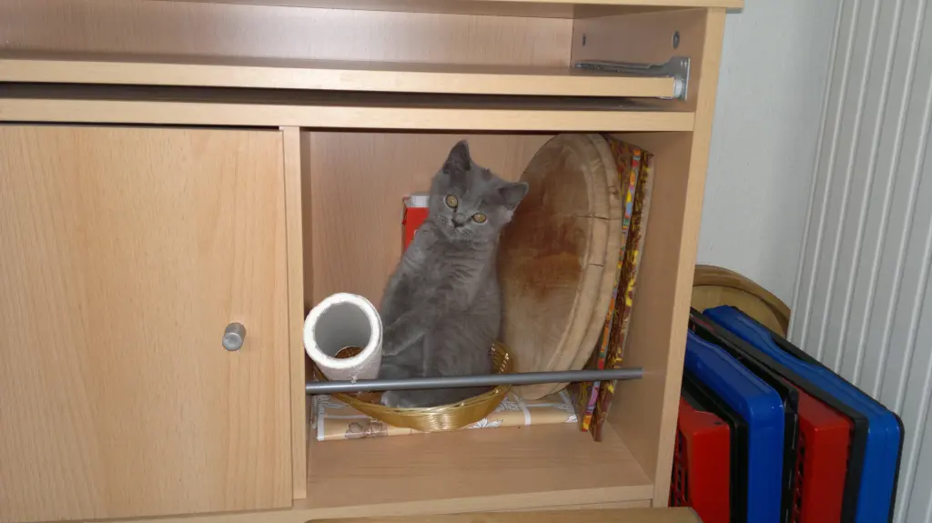 Image from Baby Xando - Mopsi