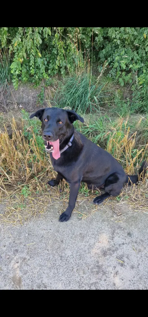 Bild von Buddy