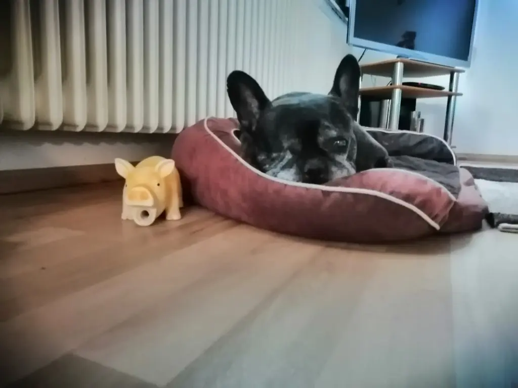 Condolence image of Alois und Gudrun mit Yoda ❤️