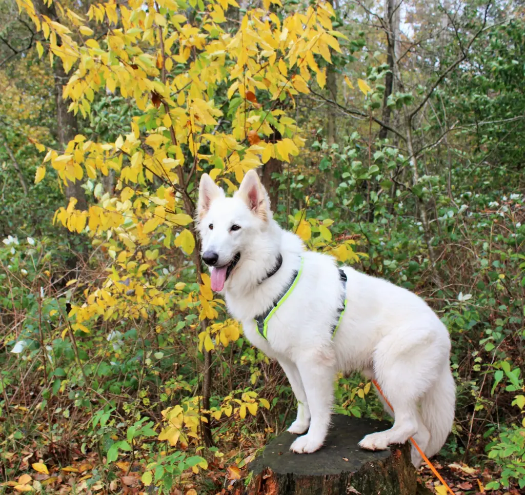 Bild von Samu