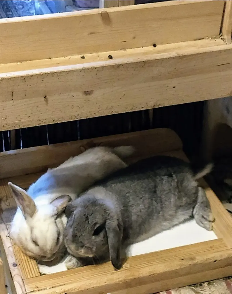 Zoe& Lotti