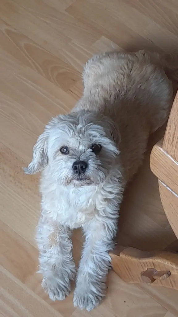 Bild von Bella