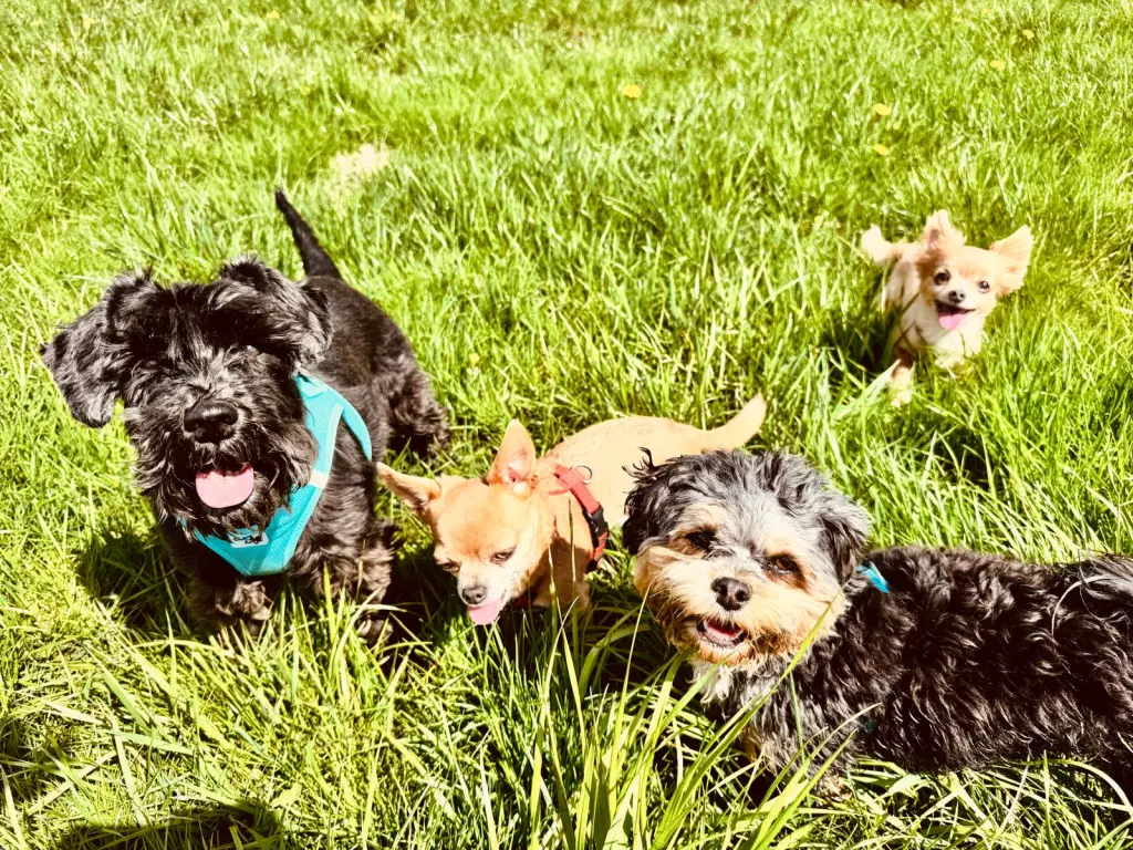 Hundegruppe