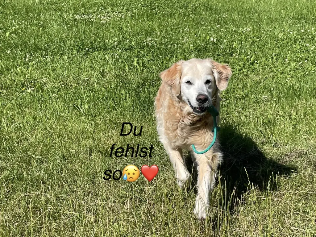 Bild von Gaya