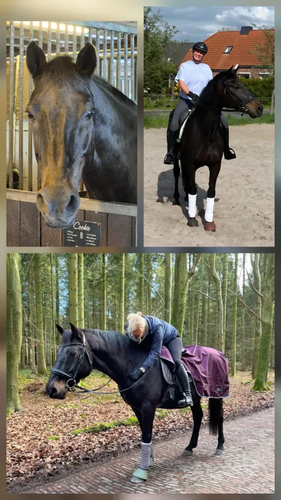 Seelenpferd