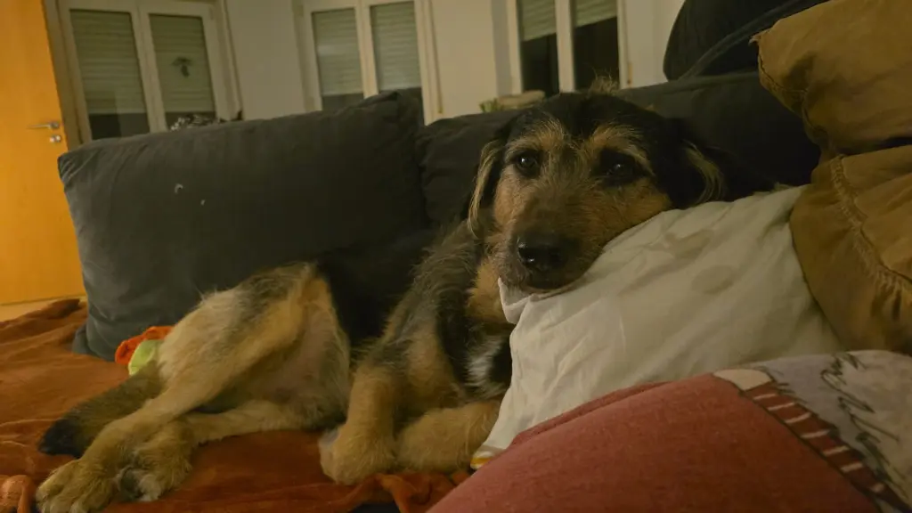 Bild von Jack