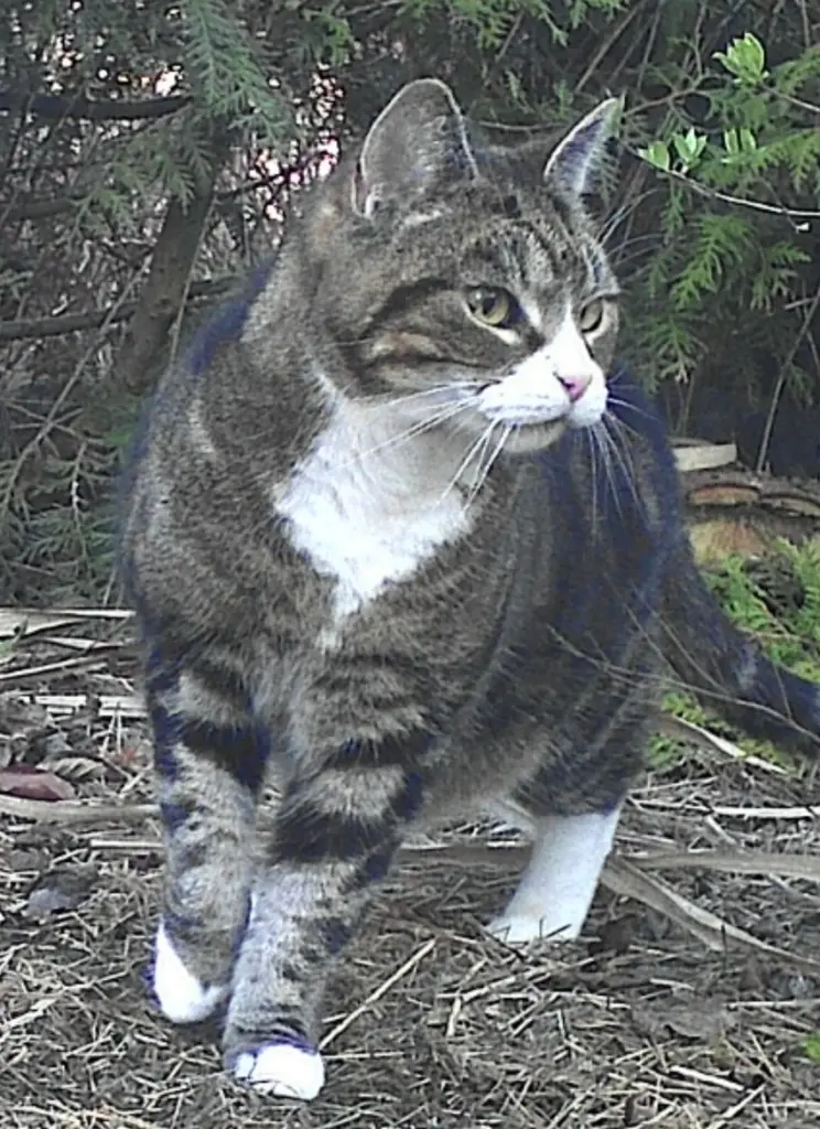 Bild von Daisy