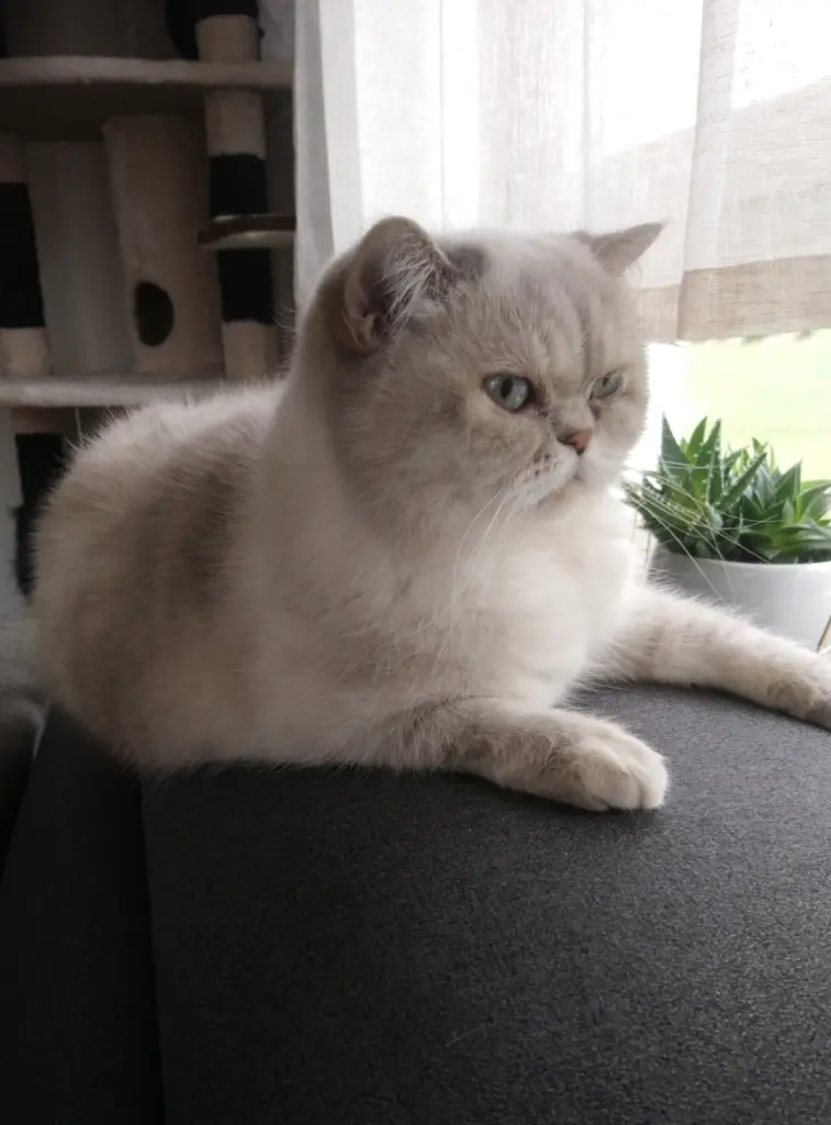 Image from Josy