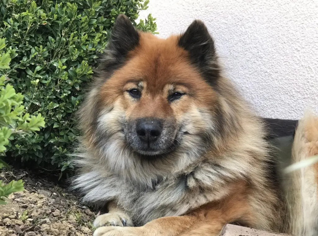 Bild von Enya