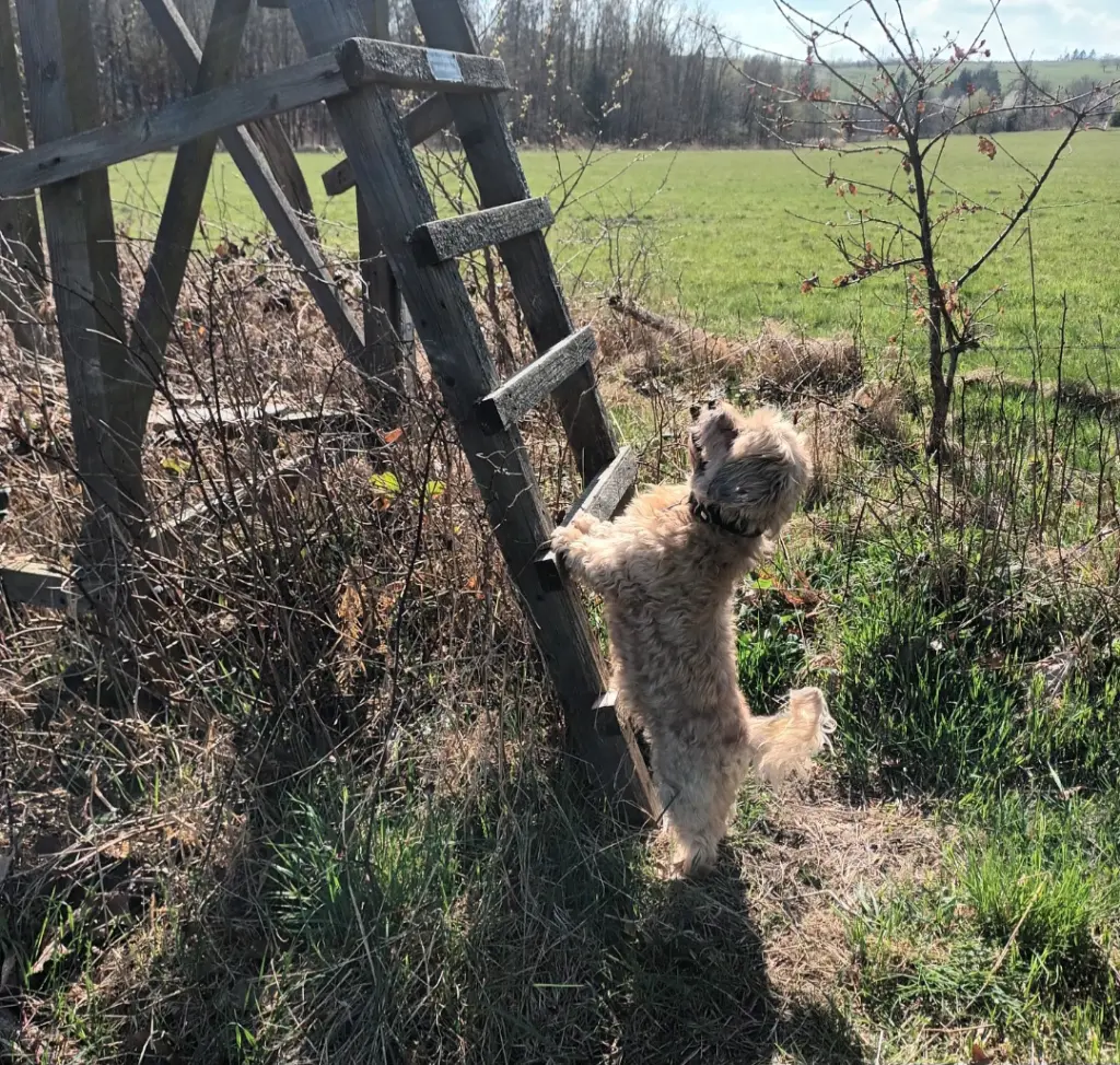 Image from Sammy
