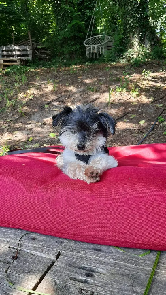 Bild von Peppi