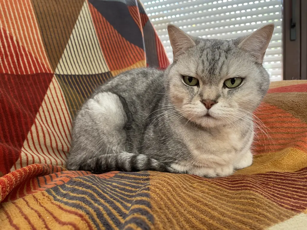 Image from Simba