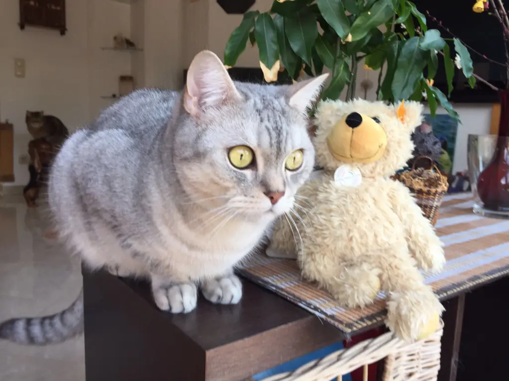 Image from Simba
