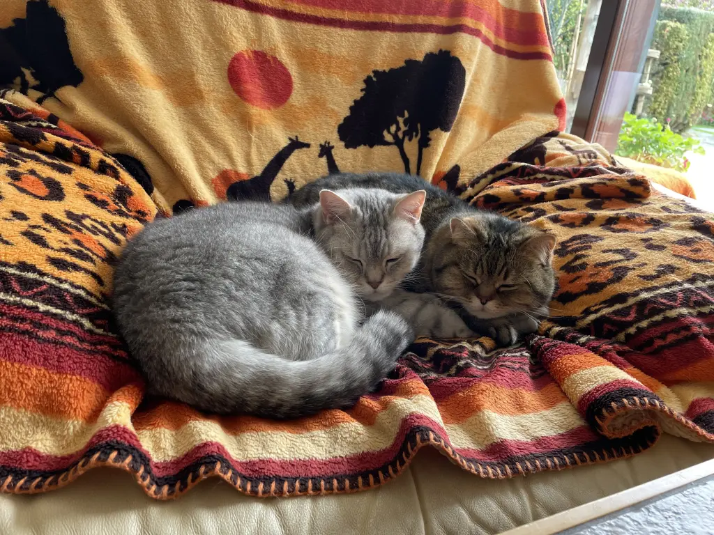 Image from Simba