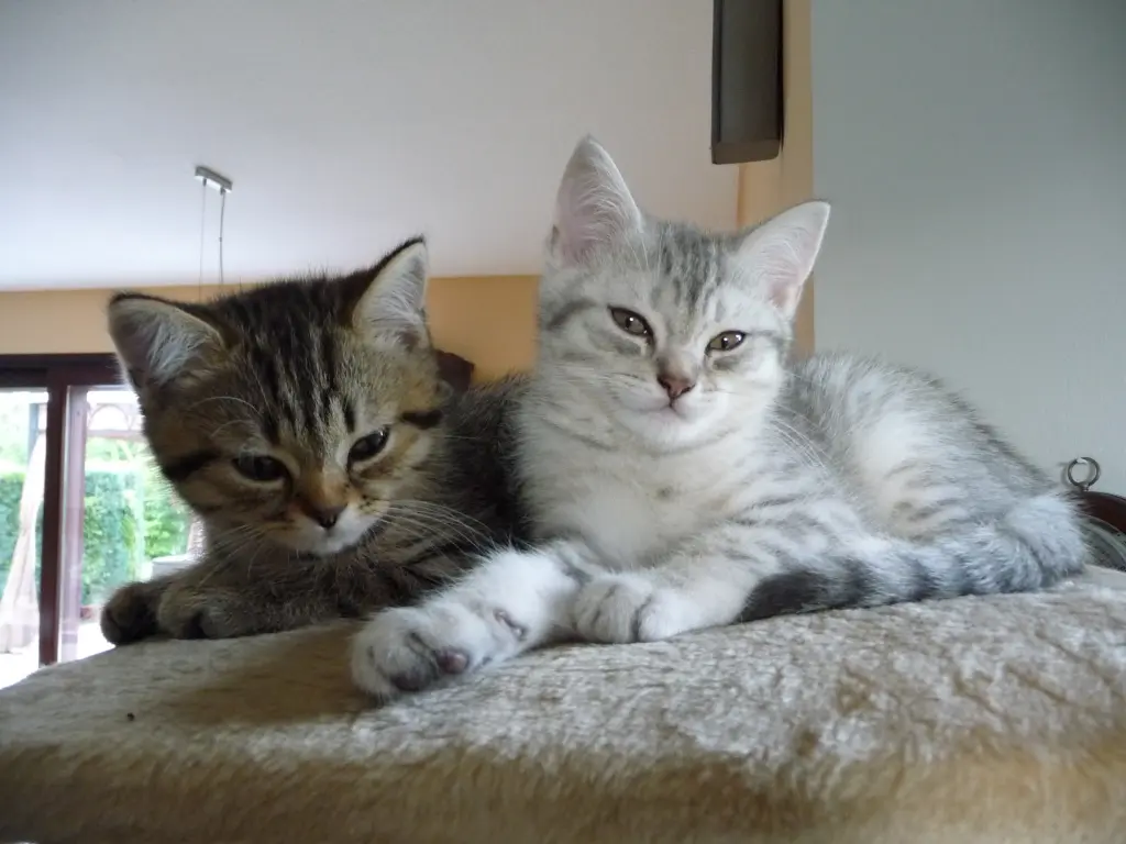 Image from Simba