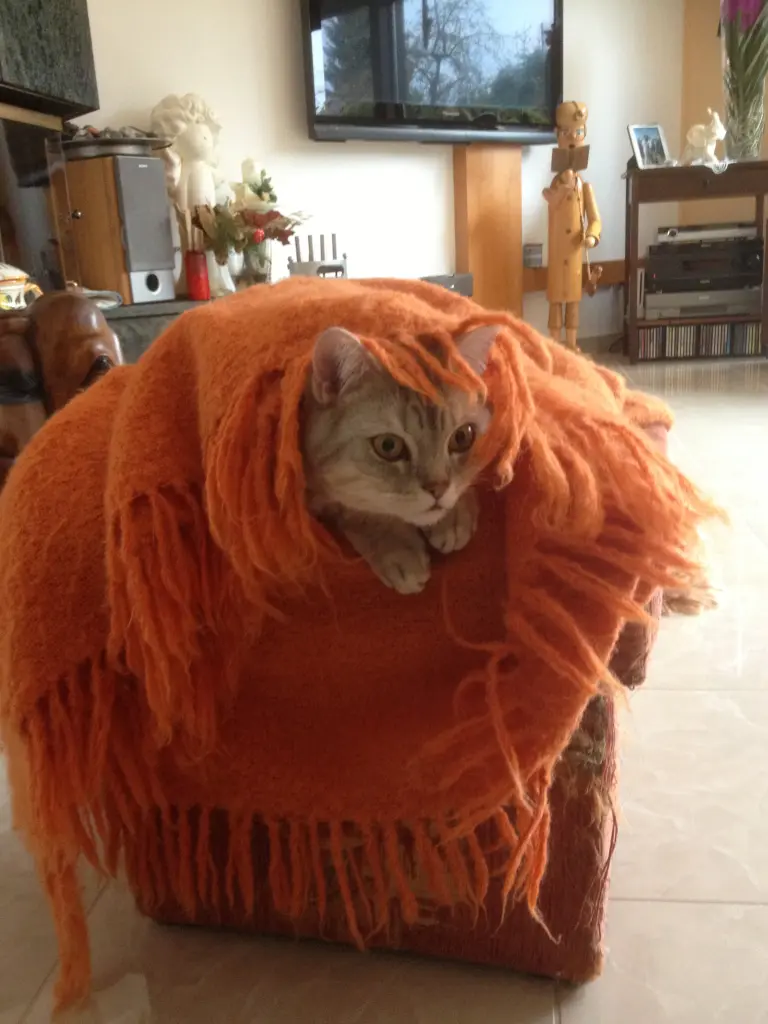 Image from Simba