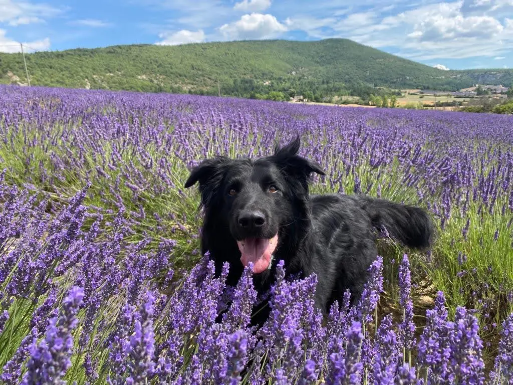 Im Lavendelfeld In der Provence