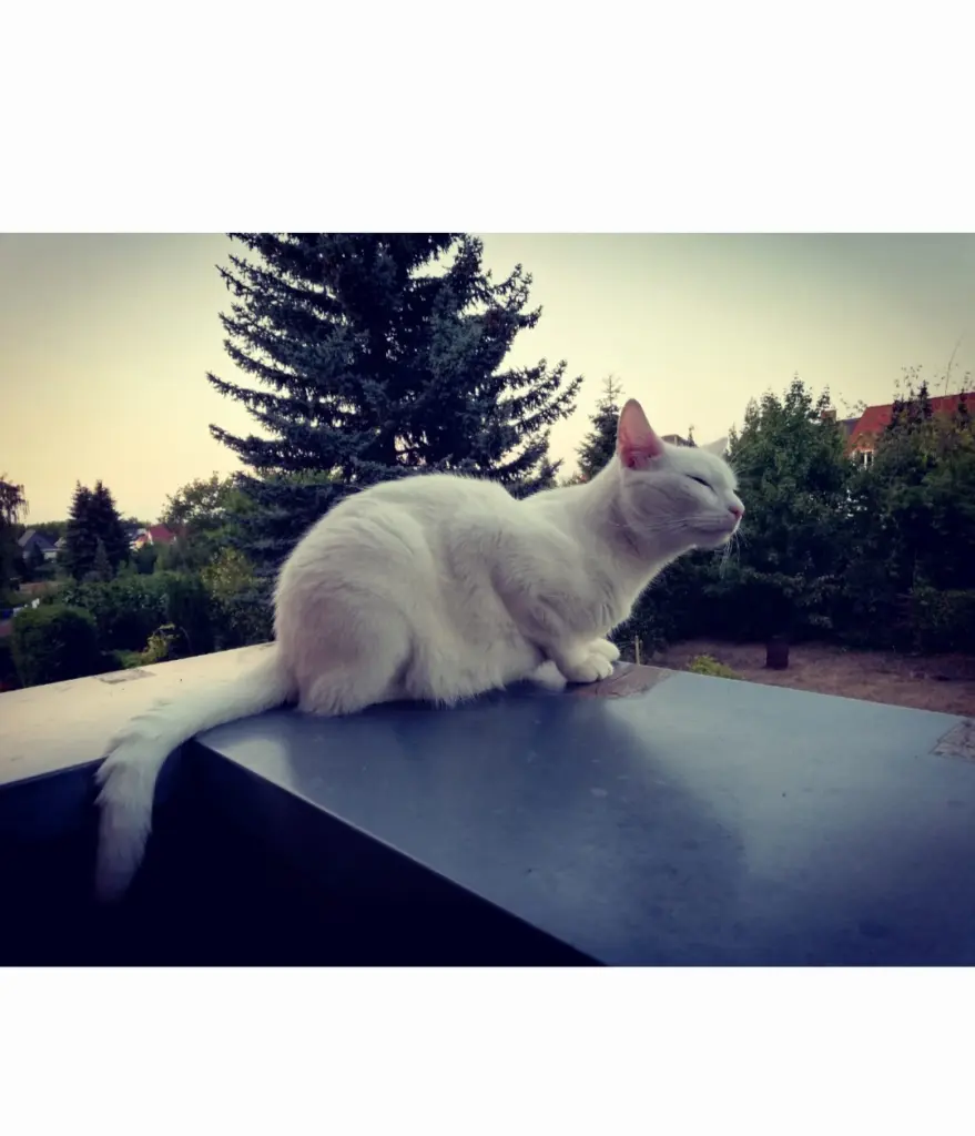 Condolence image of Moni