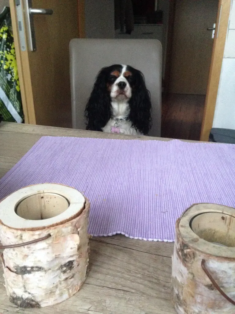 Image from Finja (Uschi)
