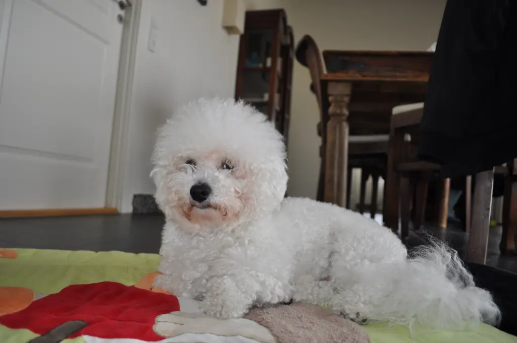 Poser