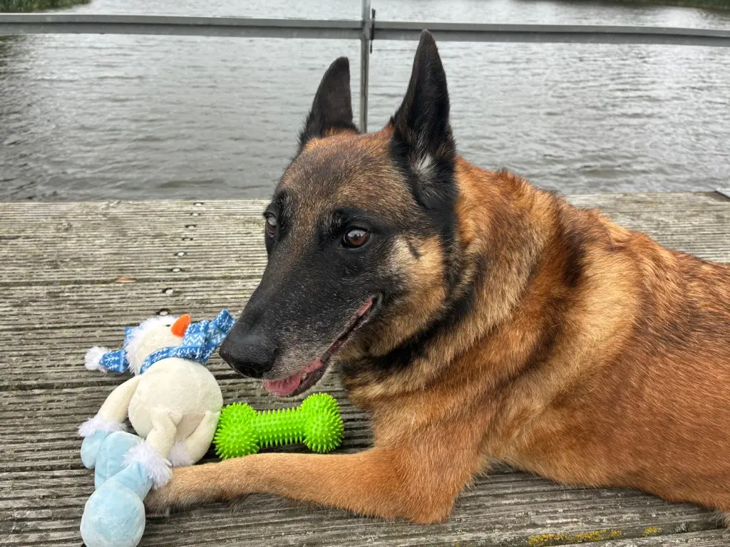 Condolence image of Shadow
