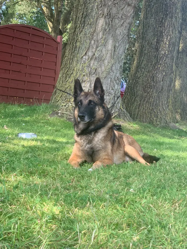 Bild von Shadow