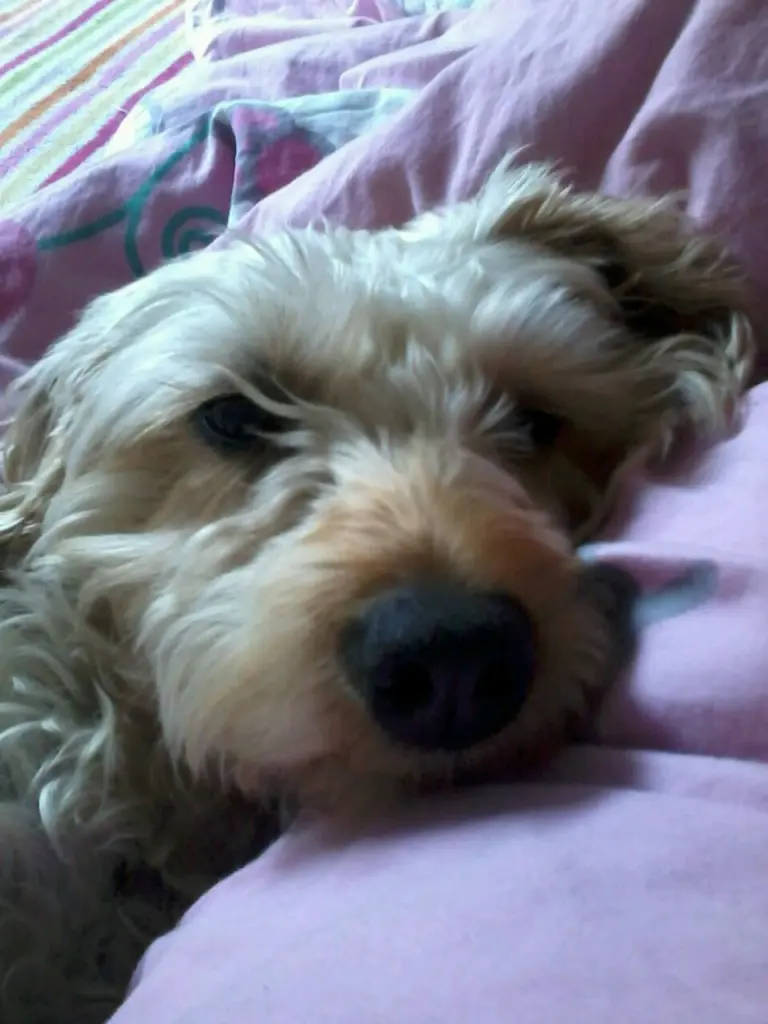 Image from Kitty