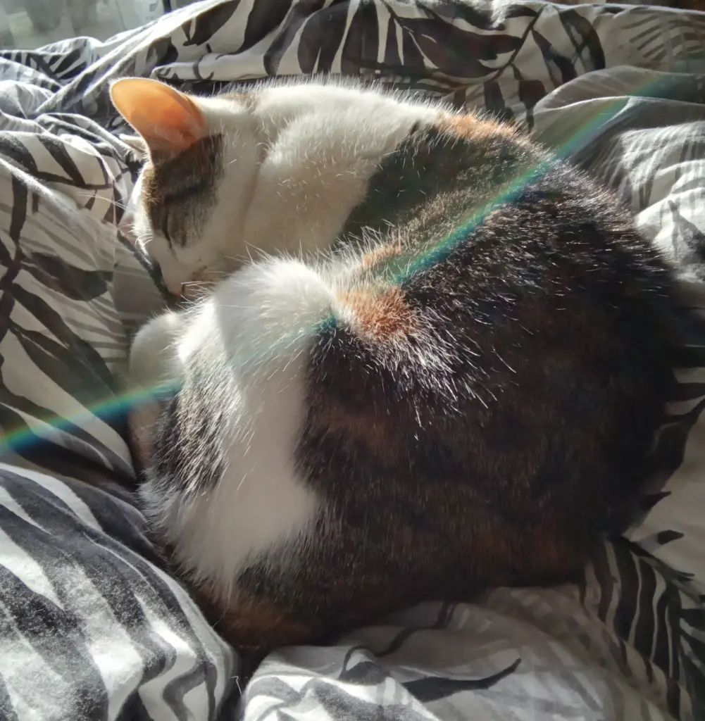 🖤🌈❤️