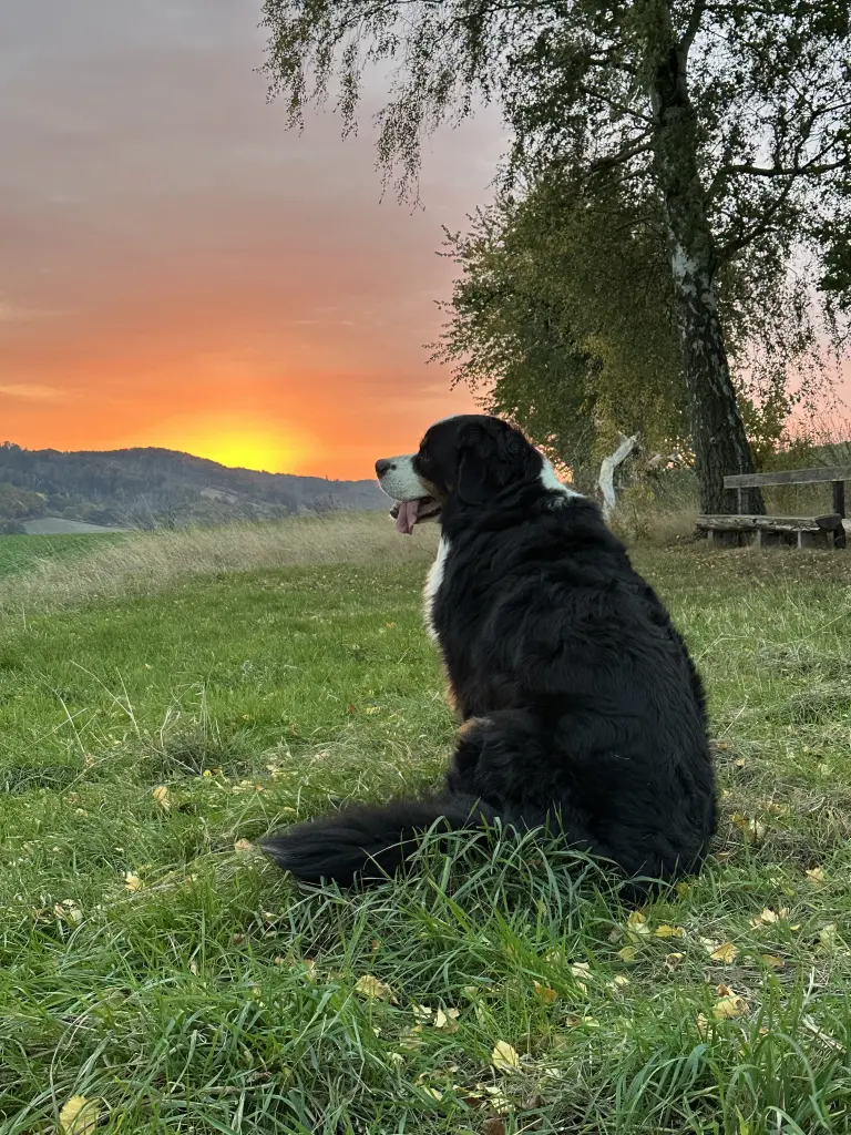 Bild von Balou