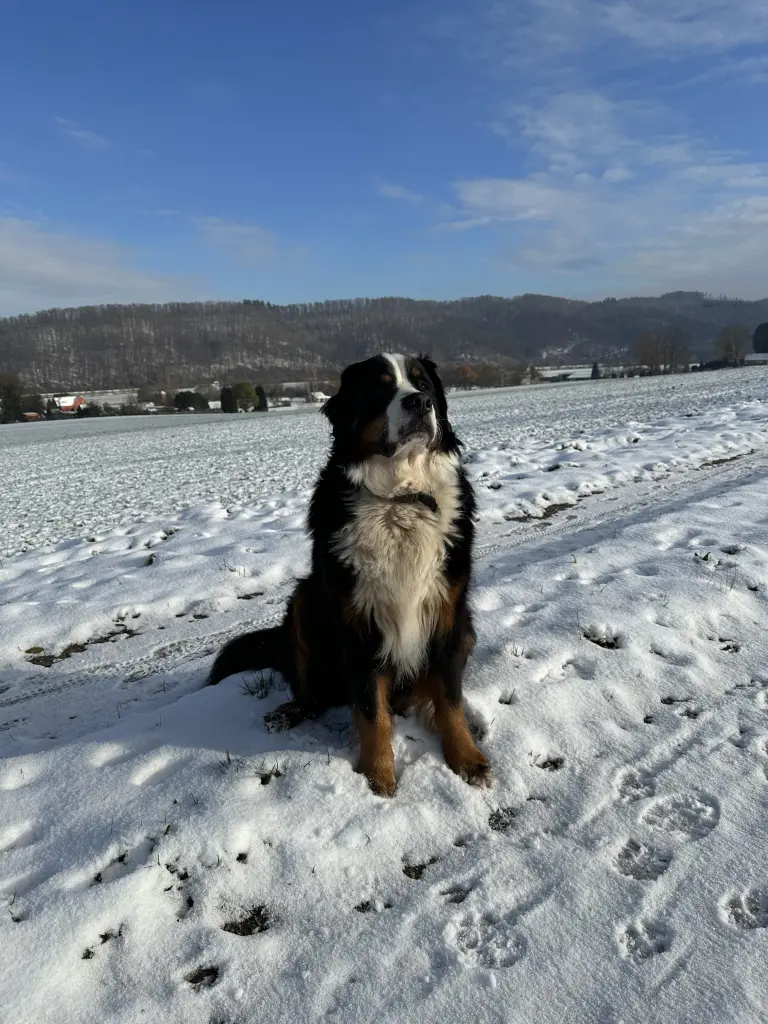 Bild von Balou
