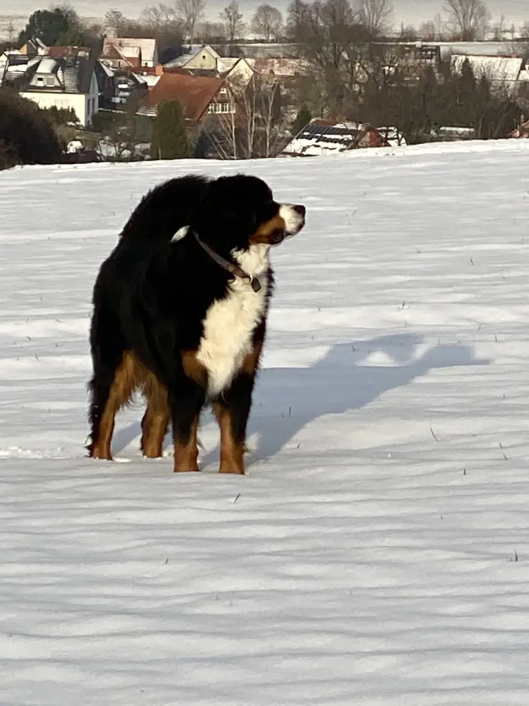 Bild von Balou