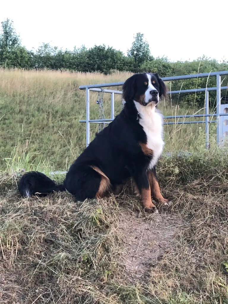 Bild von Balou
